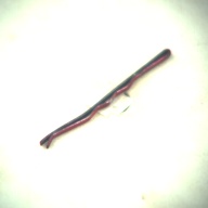 幅：0.2 (cm)×奥行：4.8 (cm)×高さ：0.3 (cm)／8 (g)，撮影・計測日：1995-05-01