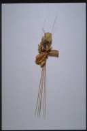 幅：4.0 (cm)×奥行：11 (cm)×高さ：39 (cm)／11 (g)，撮影・計測日：1996-01-22