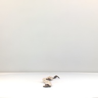 幅：61 (cm)×奥行：9.2 (cm)×高さ：4.3 (cm)，撮影・計測日：1994-11-07