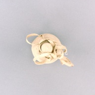 幅：8.1 (cm)×奥行：8.3 (cm)×高さ：21 (cm)／390 (g)，撮影・計測日：2004-12-06
