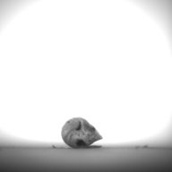 幅：0.9 (cm)×奥行：2.1 (cm)×高さ：1.0 (cm)／4 (g)，撮影・計測日：1995-07-21