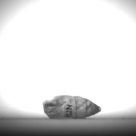 幅：0.9 (cm)×奥行：2.3 (cm)×高さ：1.0 (cm)／5 (g)，撮影・計測日：1995-07-21