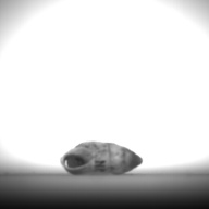 幅：0.9 (cm)×奥行：1.9 (cm)×高さ：1.0 (cm)／4 (g)，撮影・計測日：1995-07-21