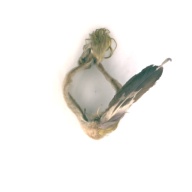 幅：18 (cm)×奥行：32 (cm)×高さ：20 (cm)／69 (g)，撮影・計測日：1995-09-11