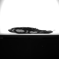 幅：11 (cm)×奥行：26 (cm)×高さ：3.6 (cm)／168 (g)，撮影・計測日：1994-04-04
