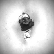幅：1.5 (cm)×奥行：3.0 (cm)×高さ：2.1 (cm)／6 (g)，撮影・計測日：1994-03-29