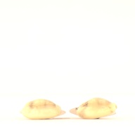幅：2.2 (cm)×奥行：2.1 (cm)×高さ：1.1 (cm)／5 (g)，撮影・計測日：2003-07-17