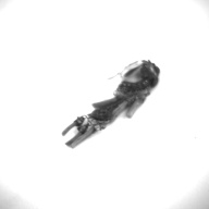 幅：1.7 (cm)×奥行：5.6 (cm)×高さ：0.5 (cm)／4 (g)，撮影・計測日：1994-08-30