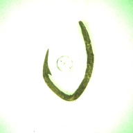 幅：2.6 (cm)×奥行：7.1 (cm)×高さ：3.2 (cm)／3 (g)，撮影・計測日：1996-05-31