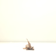 幅：6.3 (cm)×奥行：34 (cm)×高さ：2.6 (cm)／17 (g)，撮影・計測日：2001-07-30
