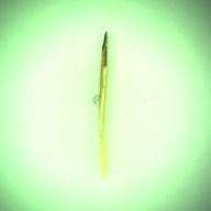 幅：0.4 (cm)×奥行：14 (cm)×高さ：0.4 (cm)／3 (g)，撮影・計測日：1996-05-31