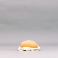 幅：38 (cm)×奥行：19 (cm)×高さ：8.4 (cm)／424 (g)，撮影・計測日：2004-09-24