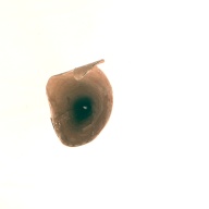 幅：11 (cm)×奥行：15 (cm)×高さ：27 (cm)／58 (g)，撮影・計測日：2001-12-03