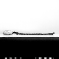 W:17 (cm)×D:51 (cm)×H:5.8 (cm)／750 (g)，Measurement date:1993-12-24