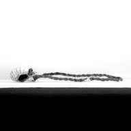 W:16 (cm)×D:36 (cm)×H:5.4 (cm)／568 (g)，Measurement date:1993-12-24