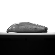 W:6.6 (cm)×D:17 (cm)×H:3.4 (cm)／468 (g)，Measurement date:1993-11-10