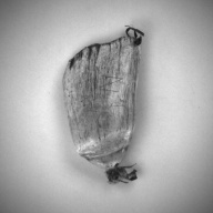 W:8.5 (cm)×D:18 (cm)×H:3.4 (cm)／495 (g)，Measurement date:1993-11-10