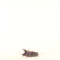 幅：5.3 (cm)×奥行：17 (cm)×高さ：2.7 (cm)／28 (g)，撮影・計測日：2001-07-18