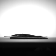 幅：12 (cm)×奥行：11 (cm)×高さ：0.9 (cm)／82 (g)，撮影・計測日：1993-11-12