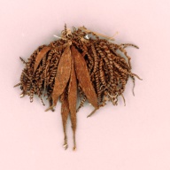 幅：23 (cm)×奥行：23 (cm)×高さ：5.4 (cm)／79 (g)，撮影・計測日：2002-08-02