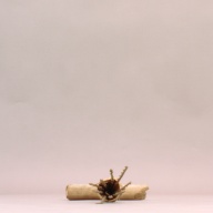 W:21 (cm)×D:41 (cm)×H:8.8 (cm)／89 (g)，Measurement date:2002-07-31