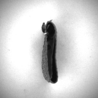 幅：2.2 (cm)×奥行：9.0 (cm)×高さ：5.4 (cm)／4 (g)，撮影・計測日：1993-11-16