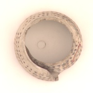 幅：6.8 (cm)×奥行：7.2 (cm)×高さ：4.7 (cm)／121 (g)，撮影・計測日：2001-07-23