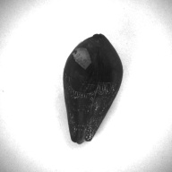 W:3.5 (cm)×D:7.2 (cm)×H:3.9 (cm)／38 (g)，Measurement date:1993-11-16