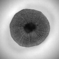 W:15 (cm)×D:14 (cm)×H:5.5 (cm)／98 (g)，Measurement date:1993-11-25