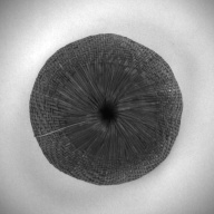 W:16 (cm)×D:16 (cm)×H:6.0 (cm)／194 (g)，Measurement date:1993-11-25