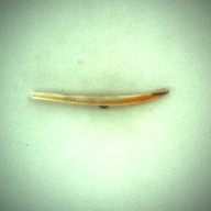 W:9.6 (cm)×D:0.8 (cm)×H:0.5 (cm)／7 (g)，Measurement date:1993-11-26