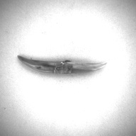 W:7.4 (cm)×D:1.5 (cm)×H:0.9 (cm)／8 (g)，Measurement date:1993-11-29