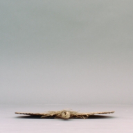 W:33 (cm)×D:38 (cm)×H:2.6 (cm)／74 (g)，Measurement date:2002-09-06