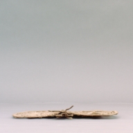 W:31 (cm)×D:33 (cm)×H:4.0 (cm)／55 (g)，Measurement date:2002-09-06