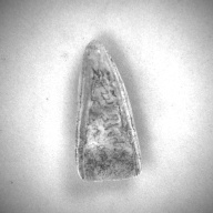 W:3.3 (cm)×D:7.1 (cm)×H:1.3 (cm)／45 (g)，Measurement date:1993-11-30