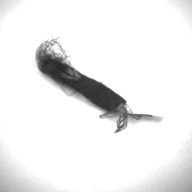 幅：9.6 (cm)×奥行：2.1 (cm)×高さ：0.3 (cm)／2 (g)，撮影・計測日：1996-12-16