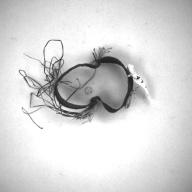 幅：0.1 (cm)×奥行：8.9 (cm)×高さ：2.0 (cm)／3 (g)，撮影・計測日：1996-12-16