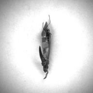 W:1.6 (cm)×D:8.6 (cm)×H:2.7 (cm)／12 (g)，Measurement date:1993-12-03