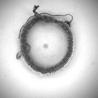 幅：1.5 (cm)×奥行：12 (cm)×高さ：1.5 (cm)／37 (g)，撮影・計測日：1996-08-20