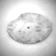 幅：5.4 (cm)×奥行：5.2 (cm)×高さ：0.3 (cm)／12 (g)，撮影・計測日：1993-12-07