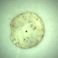 幅：5.4 (cm)×奥行：5.2 (cm)×高さ：0.3 (cm)／12 (g)，撮影・計測日：1993-12-07