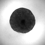 W:4.7 (cm)×D:4.7 (cm)×H:3.8 (cm)／110 (g)，Measurement date:1993-12-08