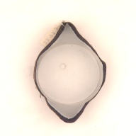 W:9.7 (cm)×D:14 (cm)×H:4.2 (cm)／12 (g)，Measurement date:2001-07-25