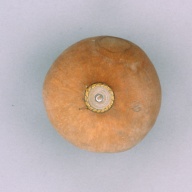 幅：17 (cm)×奥行：17 (cm)×高さ：20 (cm)／120 (g)，撮影・計測日：2003-10-29