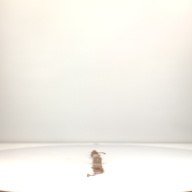 W:69 (cm)×D:5.5 (cm)×H:3.5 (cm)／17 (g)，Measurement date:1996-07-02