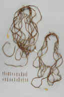 厚み：0.3 (cm)×幅：0.3 (cm)／47 (g)，撮影・計測日：2015-08-10