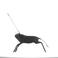 幅：1.5 (cm)×奥行：4.5 (cm)×高さ：5.5 (cm)／5 (g)，撮影・計測日：1996-07-30