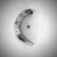 幅：5.7 (cm)×奥行：11 (cm)×高さ：1.4 (cm)／31 (g)，撮影・計測日：1994-02-14