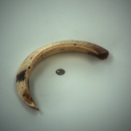 幅：5.9 (cm)×奥行：10 (cm)×高さ：1.4 (cm)／29 (g)，撮影・計測日：1994-02-16