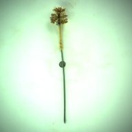 幅：2.5 (cm)×奥行：17 (cm)×高さ：2.6 (cm)／11 (g)，撮影・計測日：1994-03-04